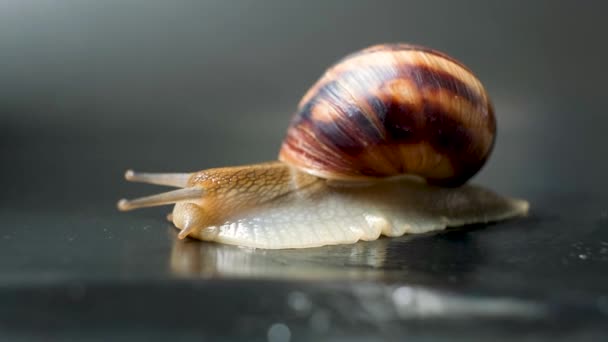 Gran Caracol Uva Jardín Helix Pomatia Sobre Fondo Negro — Vídeo de stock