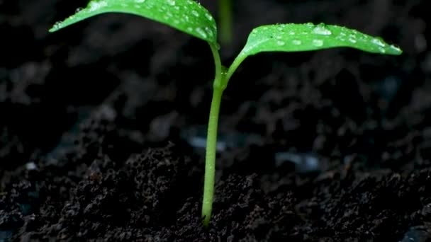 Paprika Aus Samen Anbauen Schritt Der Spross Ist Gewachsen — Stockvideo