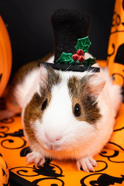 Uma Cobaia Adorável Num Chapéu Laranja Halloween Animal Estimação Está — Fotografia de Stock