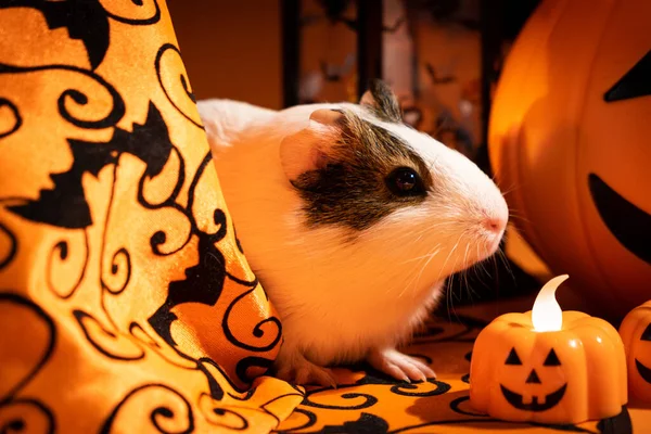 Egy Kis Tengerimalac Ünnepli Halloweent — Stock Fotó