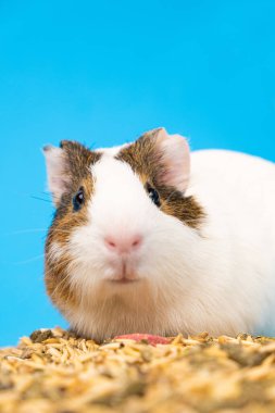 Komik bir kobay kameranın yanında oturur ve eğlenceli bir şekilde mavi arka planda kameraya bakar.