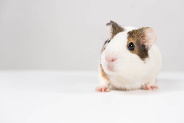 2 aylık küçük bir kobay beyaz bir arka planda oturur..