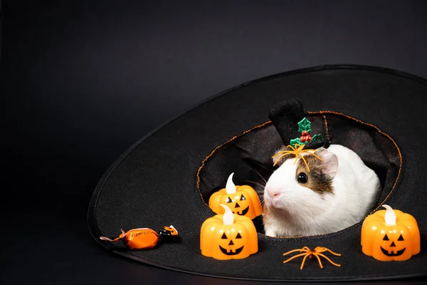 Porco Índia Senta Chapéu Prepara Para Halloween — Fotografia de Stock