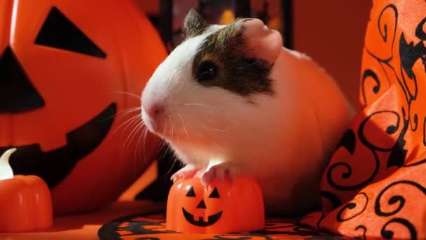 Baljós Tengerimalac Ünnepli Halloween Tartja Ragyogó Tök Mancsával — Stock videók
