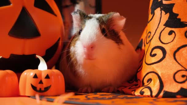 Cobaye Est Assis Près Une Lanterne Citrouilles Animaux Halloween — Video