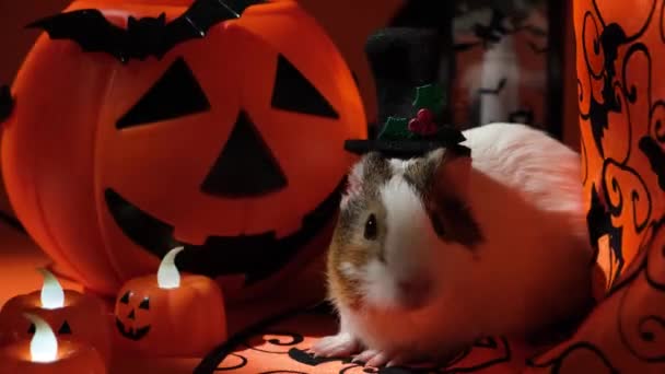 Een Cavia Zit Bij Een Lantaarn Pompoenen Huisdieren Halloween — Stockvideo