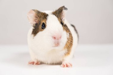 2 aylık küçük bir kobay beyaz bir arka planda oturur..