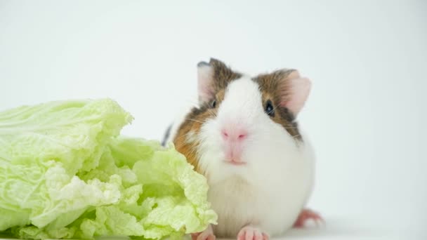 Een Grappig Cavia Peking Kool Een Witte Achtergrond Groenten Moeskruiden — Stockvideo