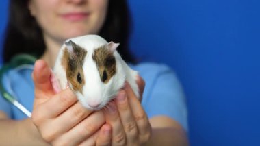 Mavi arka plandaki bir veterinerin elinde küçük beyaz bir kobay faresi.