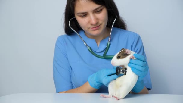 Der Tierarzt Untersucht Herz Und Lungen Eines Meerschweinchens Mit Einem — Stockvideo