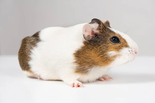 Pequeño Conejillo Indias Meses Edad Sienta Sobre Fondo Blanco —  Fotos de Stock