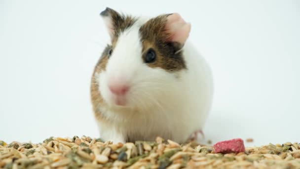 Een Klein Cavia Eet Voedsel Een Witte Achtergrond Kauwt Grappig — Stockvideo