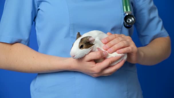 獣医師は彼の手に小さな白いモルモットを保持し 彼女をストロークします ペット用獣医学 — ストック動画