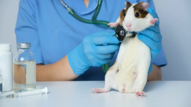 獣医師はモルモットの心臓と肺を聴診器で検査する ペット用獣医学 — ストック動画