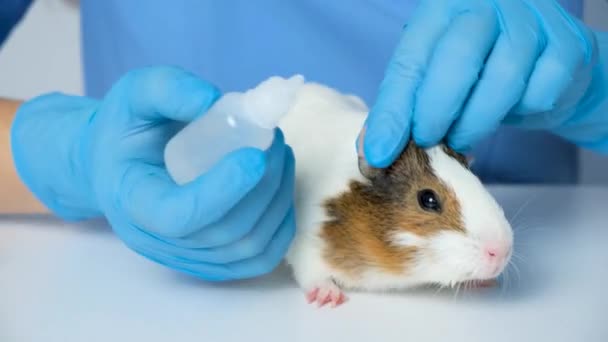 Dierenarts Zal Begraven Kleine Cavia Ogen Met Het Geneesmiddel — Stockvideo