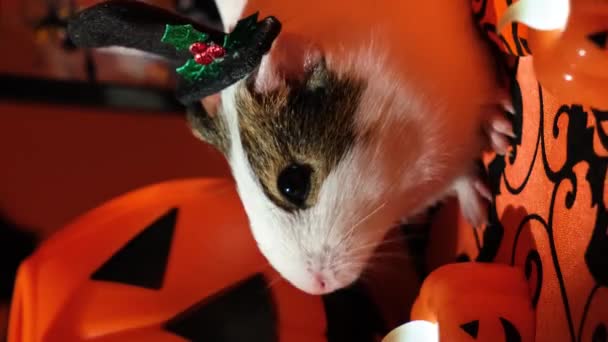 Een Cavia Zit Bij Een Lantaarn Pompoenen Huisdieren Halloween — Stockvideo
