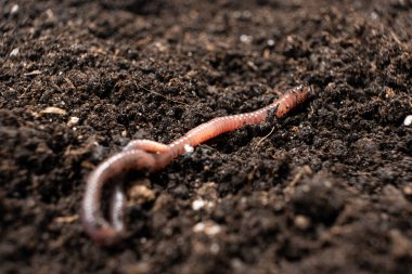 Big beautiful earthworm in the black soil, close-up