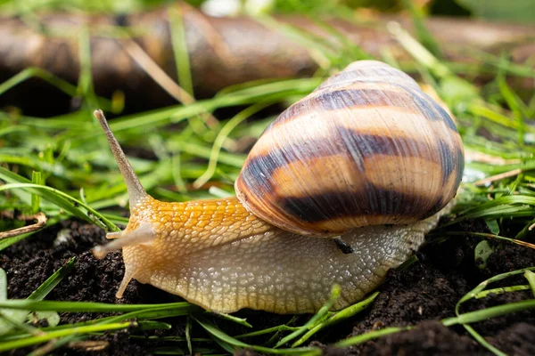 Helix Pomatia Snail Leisurely Crawls Grass — Stockfoto