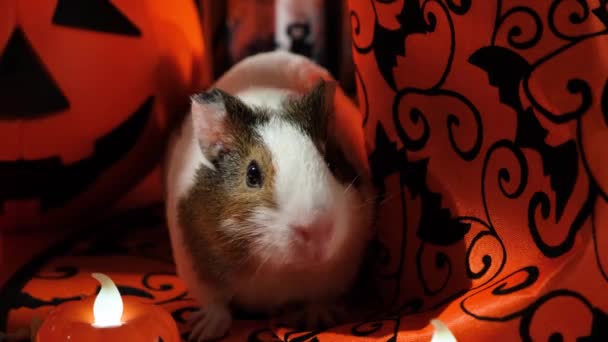 Little Guinea Pig Celebrates Halloween Pets Holidays — Stock Video