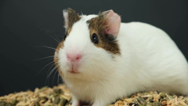 Grappig Klein Cavia Beweegt Zijn Neus Kauwt Voedsel Een Zwarte — Stockvideo