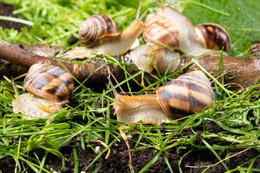 Five large grape garden snails Helix pomatia live in the forest on the grass