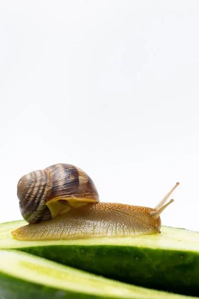 Large Grape Garden Snail Helix Pomatia Sits Eats Cucumber Place — Stockfoto