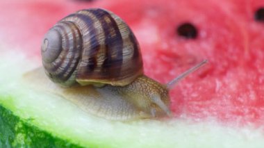 The large snail Helix pomatia crawls on a watermelon and drinks watermelon juice