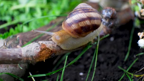 Beautiful Big Snail Crawling Branch Summer Forest Macro Video — Vídeos de Stock