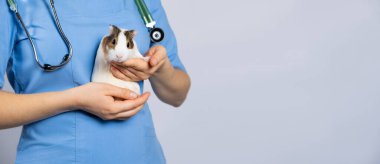 Veterinerin elinde küçük bir kobay, veteriner kliniği için yazı yazan bir pankart..