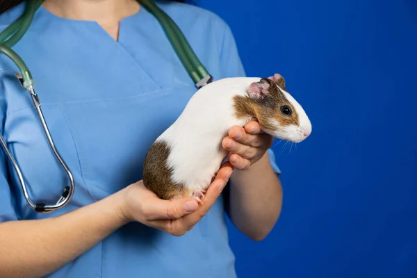 一只蓝色背景的小豚鼠 在兽医手里 — 图库照片
