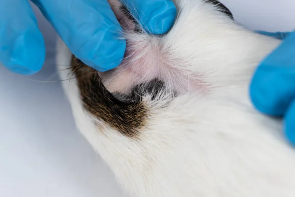 The veterinarian shows bald patches behind the ears of a small guinea pig, close-up