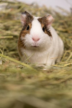 Küçük şirin bir kobay otlardan yapılmış samanların arasında oturur.