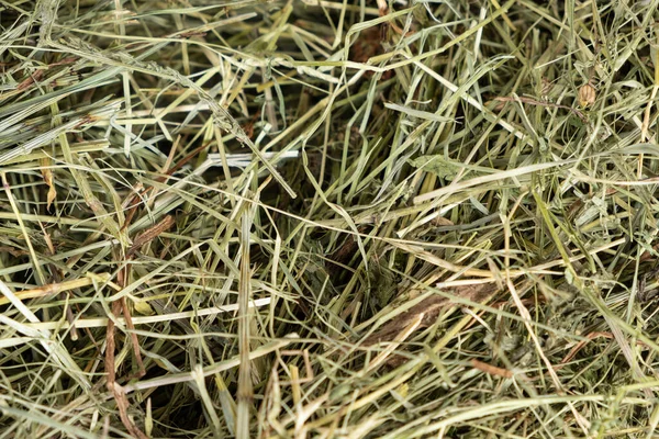 Hay from ecologically clean meadow grasses for feeding guinea pigs, hamsters and other rodents