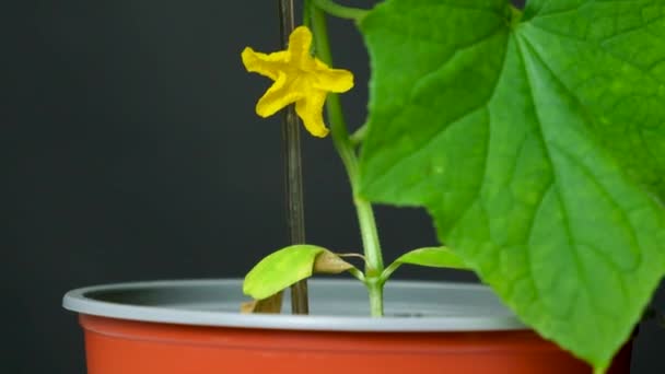 用种子种植黄瓜 第8步 第一批花卉和黄瓜 — 图库视频影像