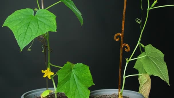用种子种植黄瓜 第8步 第一批花卉和黄瓜 — 图库视频影像