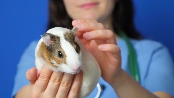 一只白色的小豚鼠 在一位蓝色背景的兽医手里 — 图库视频影像