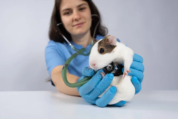 兽医用听诊器检查豚鼠的心脏和肺 宠物用兽医学 — 图库照片