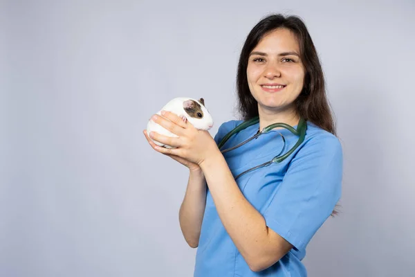 有趣的小豚鼠在兽医手里 是个发短信的地方 — 图库照片