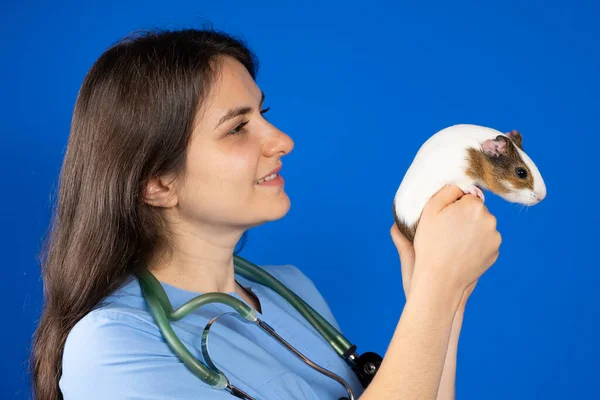 Small Guinea Pig Hands Veterinarian Blue Background — Stock Photo, Image