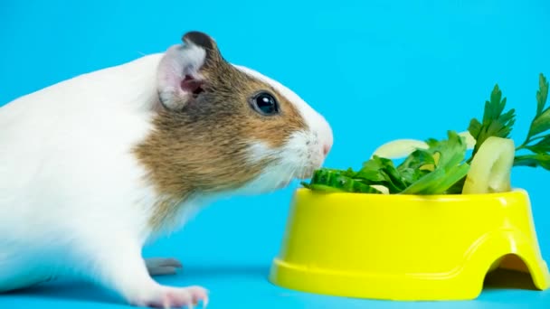 一只滑稽的豚鼠在蓝色背景的黄色盘子里摸蔬菜 — 图库视频影像