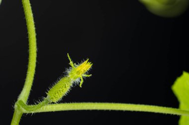 Tohumlardan salatalık yetiştiriyorlar. Adım 8 - İlk küçük salatalık.