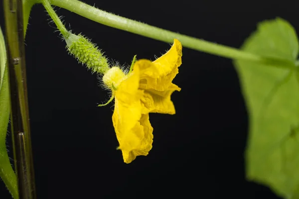 Выращивание Огурцов Семян Шаг Первые Цветы Огурцы — стоковое фото