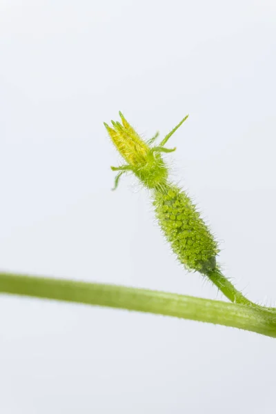 Odlar Gurkor Från Frön Steg Första Blommorna Och Gurkorna — Stockfoto