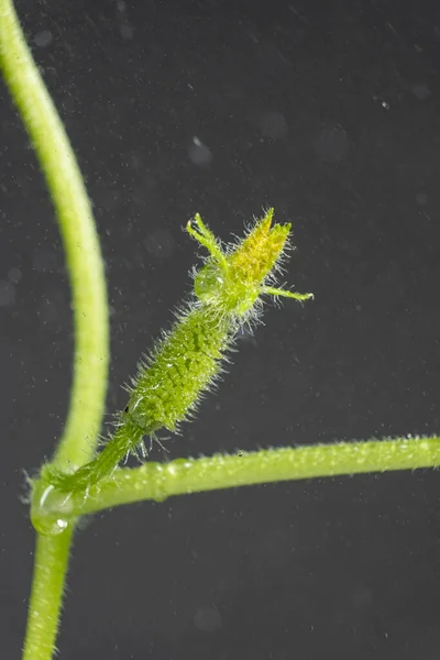 Выращивание Огурцов Семян Шаг Первый Маленький Огурец — стоковое фото