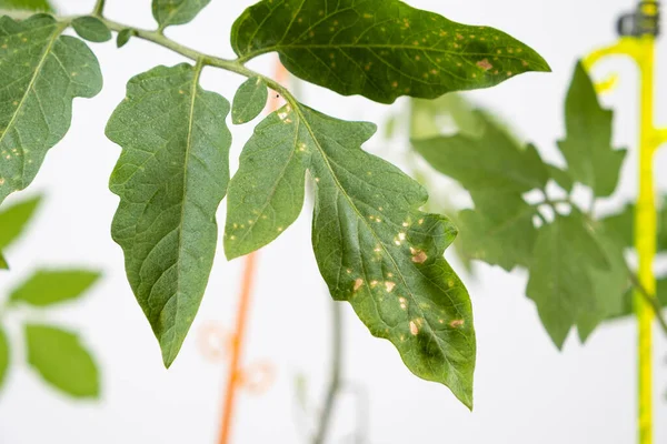 Yellow spots on tomato leaves. Plant diseases during the cultivation of vegetables.