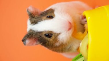 Gine domuzu biber çiğner ve turuncu arka plandaki kameraya bakar.