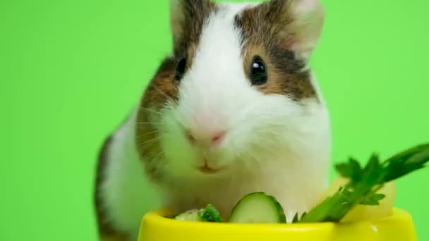 小さな面白いモルモットは緑の背景に野菜を食べる — ストック動画