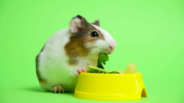 Grappig Klein Cavia Kauwend Peterselie Een Groene Achtergrond — Stockvideo