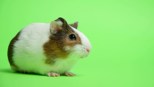 一只白色的小豚鼠害怕了 在绿色的背景下 吓得直哆嗦 — 图库视频影像