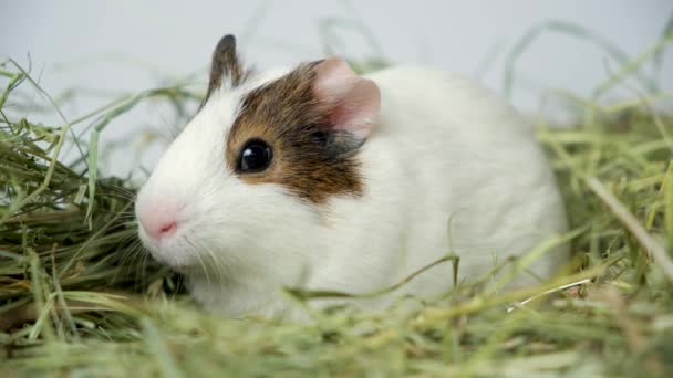 Een Klein Wit Cavia Eet Hooi — Stockvideo